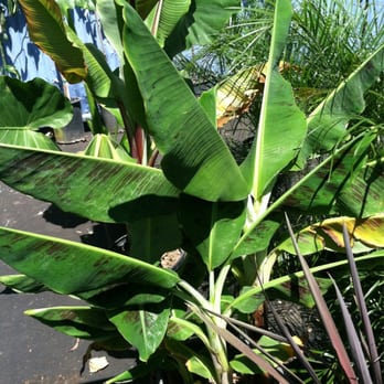 Y & M Nursery - Cavendish banana 5 gallon - Nurseries & Gardening Near Me - Riverside, California Y & M Nursery - Cavendish banana 5 gallon - Nurseries & Gardening Near Me - Riverside, California