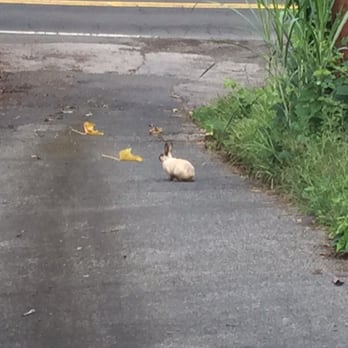 Green Lions Farm B&B - Little bun bun in the driveway - Bed & Breakfast Near Me - Holualoa, Hawaii Green Lions Farm B&B - Little bun bun in the driveway - Bed & Breakfast Near Me - Holualoa, Hawaii