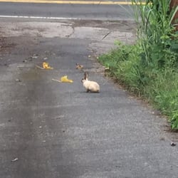 Green Lions Farm B&B - Little bun bun in the driveway