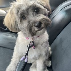Katie's Pet Grooming - Ah, thaaaat's better!
