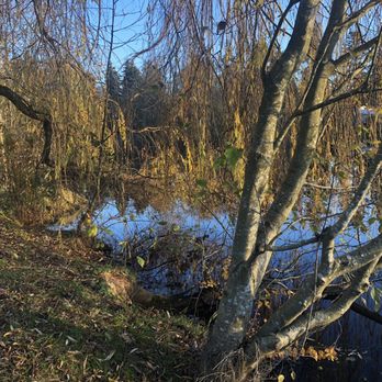 Ronald Bog Park - The bog - Parks Near Me - Shoreline, Washington Ronald Bog Park - The bog - Parks Near Me - Shoreline, Washington
