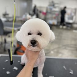 Ironmaya Pet Grooming - Best pet groomer in Upland CA