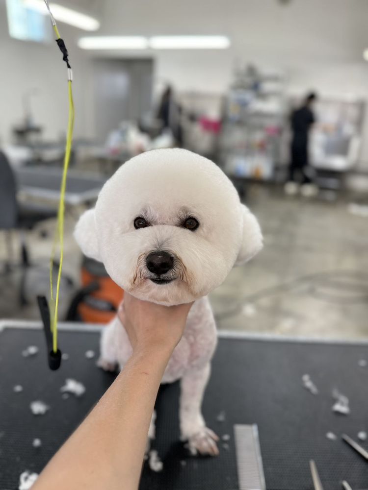 Ironmaya Pet Grooming