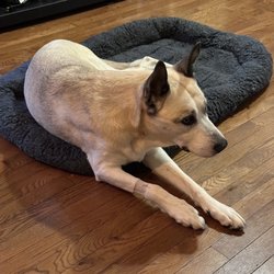 Lap of Love - One of the last photos of our beloved girl. The absolute best to the end