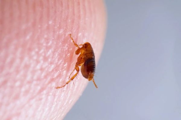 Flea and Tick service - Say Goodbye to Fleas and Ticks with House Doctor Exterminating

Is your home or yard overrun by pesky fleas and ticks? Let House Doctor Exterminating handle it! With our comprehensive flea and tick control services, you can enjoy a pest-free environment and peace of mind.

Why Choose Our Flea and Tick Control Services?

Expert Technicians: Our trained professionals use the latest techniques and treatments to effectively eliminate fleas and ticks from your property.

Safe and Effective Solutions: We use environmentally friendly products that are safe for your family and pets while delivering maximum results.

Comprehensive Approach: Our thorough inspection and treatment process targets both the interior and exterior of your home, ensuring no hiding spots are left untreated.

Long-Lasting Protection: Our treatments provide long-lasting protection, preventing future infestations and keeping your home pest-free.

Customer Satisfaction: We are committed to providing exceptional service and ensuring your complete satisfaction with our flea and tick control solutions.

Don't let fleas and ticks take over your home! Contact House Doctor Exterminating today and let us provide you with expert flea and tick control services.