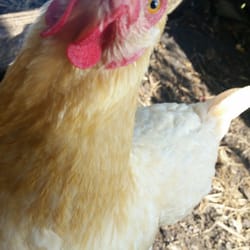 Whitwam Organics - Selfie from Blonde