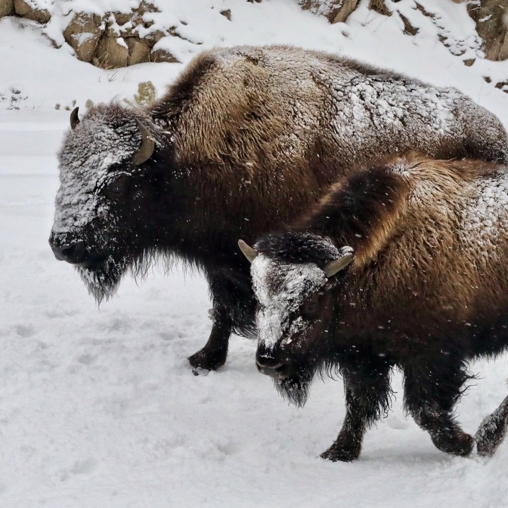 Yellowstone Vacation Tours - Tours Near Me - West Yellowstone, Montana Yellowstone Vacation Tours - Tours Near Me - West Yellowstone, Montana