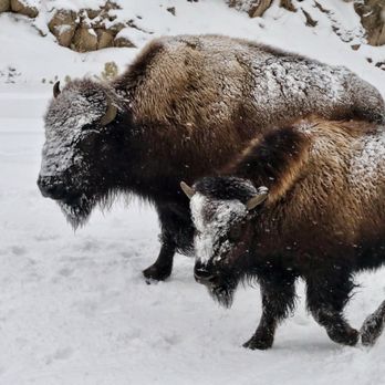 Yellowstone Vacation Tours - Tours Near Me - West Yellowstone, Montana Yellowstone Vacation Tours - Tours Near Me - West Yellowstone, Montana