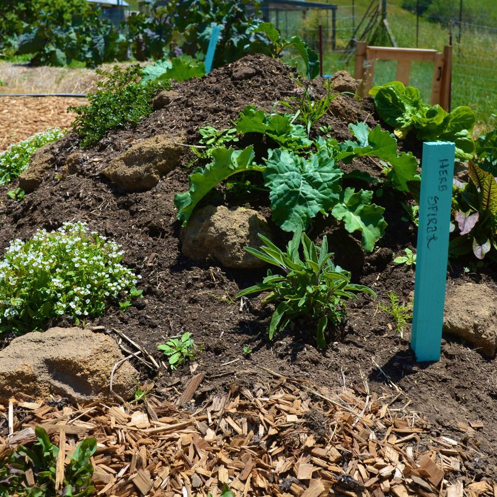 herbs from the organic garden
