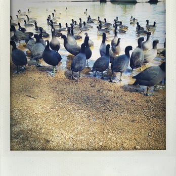 Mount Woodson Trail - I love these white faced ducks!! - Hiking Near Me - Poway, California