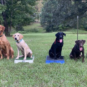 Three Lakes Labradors - Pet Training Near Me Three Lakes Labradors - Pet Training Near Me