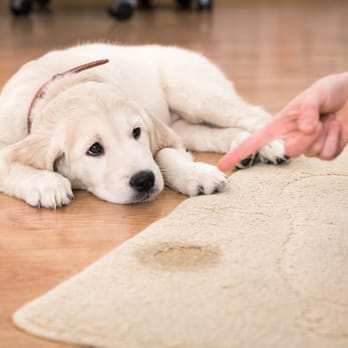 Service Clean - When your dog or cat decides your carpet is the best spot... we can take care of the spot - Carpet Cleaning Near Me Service Clean - When your dog or cat decides your carpet is the best spot... we can take care of the spot - Carpet Cleaning Near Me