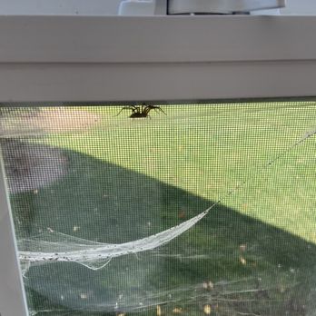 EcoShield Pest Solutions - Spider web - Pest Control Near Me - Geneva, Illinois EcoShield Pest Solutions - Spider web - Pest Control Near Me - Geneva, Illinois