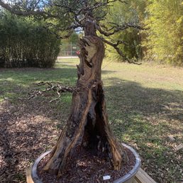 Pond Cypress Taxodium Ascendens Pond Cypress Taxodium Ascendens