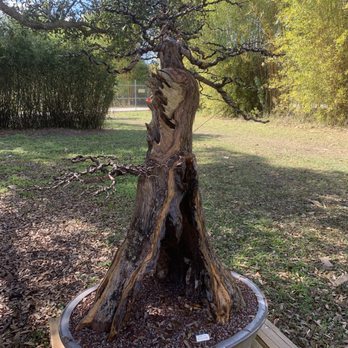 Wigert's Bonsai - Pond Cypress Taxodium Ascendens - Nurseries & Gardening Near Me - North Fort Myers, Florida Wigert's Bonsai - Pond Cypress Taxodium Ascendens - Nurseries & Gardening Near Me - North Fort Myers, Florida