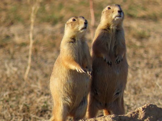 Rocky Mountain Arsenal National Wildlife Refuge by null