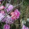 Great Expectations Flowers by Inka gift card