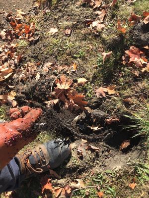 The Rooter Works Plumbing and Drains Logo