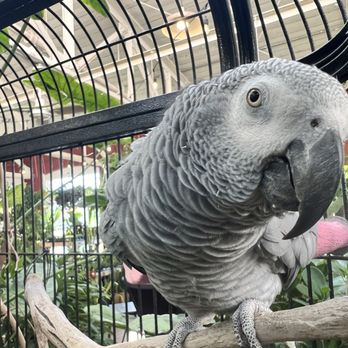 Jordan's Jungle - Popeye, beloved bird - Nurseries & Gardening Near Me - Pawtucket, Rhode Island