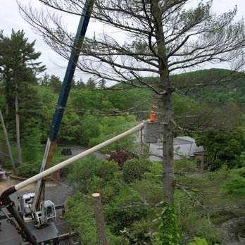 Black Bear Tree Services - a tree being pruned - Tree Services Near Me - Montvale, New Jersey