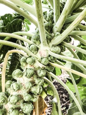 Potager du Roi by null