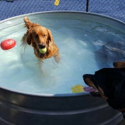 Dog & Company - Fun at doggie daycare!