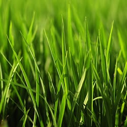 Nutriment Applied Turf Systems