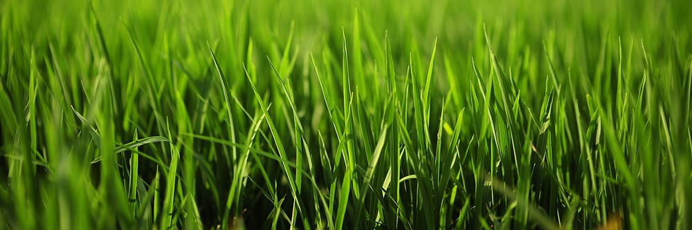 Nutriment Applied Turf Systems - tree service in Fayetteville, AR