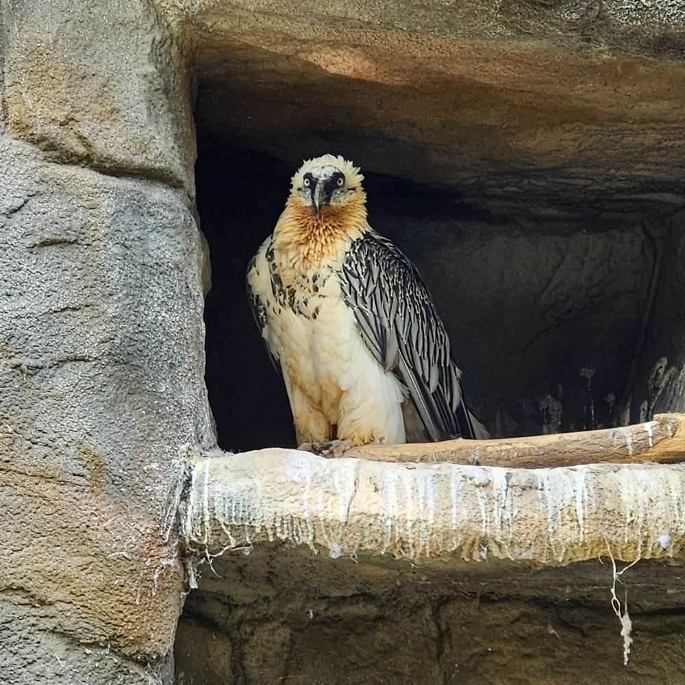 ZOO BERLIN - Vulture - Zoos Near Me - Berlin, BE ZOO BERLIN - Vulture - Zoos Near Me - Berlin, BE