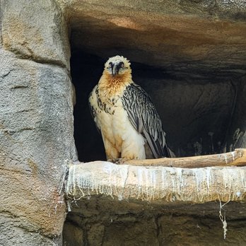 ZOO BERLIN - Vulture - Zoos Near Me - Berlin, BE