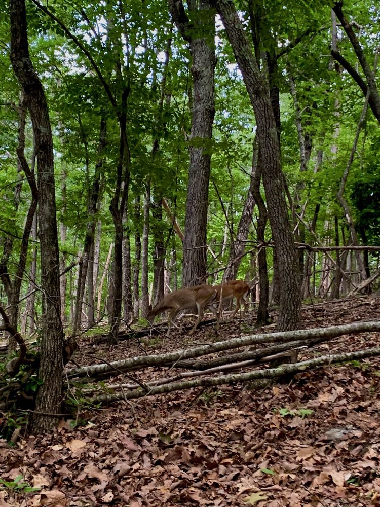 Hanging Rock State Park