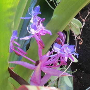 Botanischer Garten und Botanisches Museum - Museums Near Me - Berlin, BE