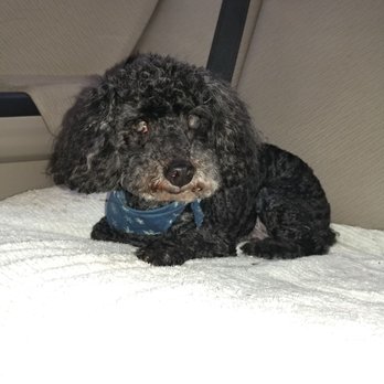 Phoenix Pet Salon - Pet Groomers Near Me - Davie, Florida Phoenix Pet Salon - Pet Groomers Near Me - Davie, Florida