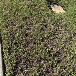 Bliss Feed & Supplies - My grass before seeds purchased here.