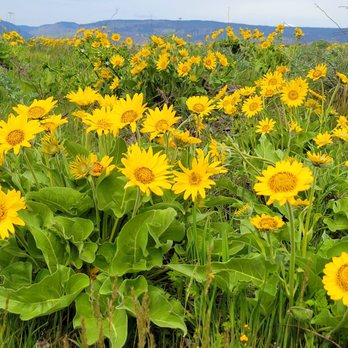 Mosier Plateau Trail - Hiking Near Me - Mosier, Oregon