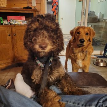 Kim's Doggie Den - Pet Boarding Near Me - Pierz, Minnesota Kim's Doggie Den - Pet Boarding Near Me - Pierz, Minnesota