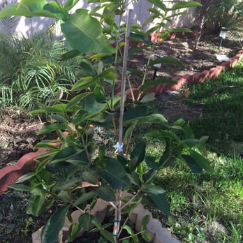 Champa Nursery - Mn xanh ! Jimmy picked this Thai green wax apple 1 year ago , nice tree - Nurseries & Gardening Near Me - El Monte, California