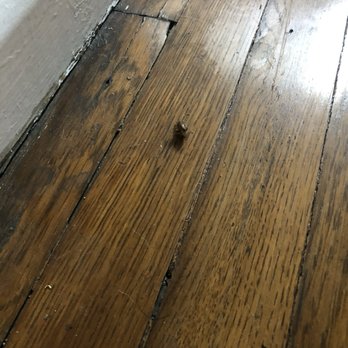 Beach Front Property Management - More bugs - Property Management Near Me - Long Beach, California