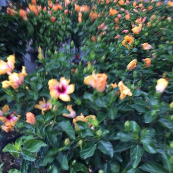 The Garden - Hibiscus! - Nurseries & Gardening Near Me - Woodbury, Connecticut