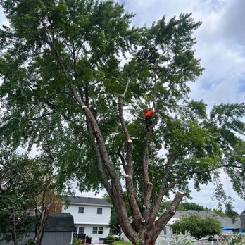 Cedar & V Tree service & Landscaping - Tree Services Near Me Cedar & V Tree service & Landscaping - Tree Services Near Me