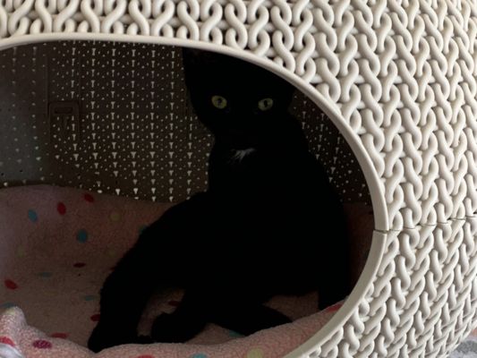 Cat Tales Cat Cafe by null