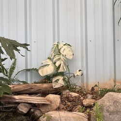 J & J Nursery and Garden Center