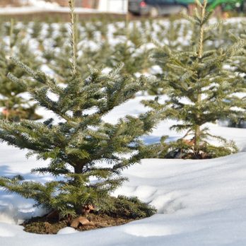Cedar Hill Christmas Tree Farm - Mini cedar trees - Holiday Decorations Near Me - Pakenham, Ontario