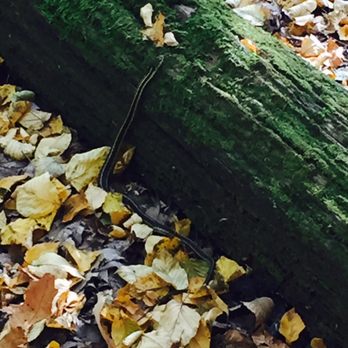 Norvin Green State Forest - Hiking Near Me - Ringwood, New Jersey