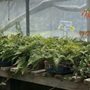 Photo of McKenzie River Nursery