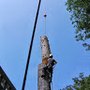 Photo of Miceli Tree Service