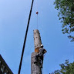 Miceli Tree Service - Crane removal July 2013
