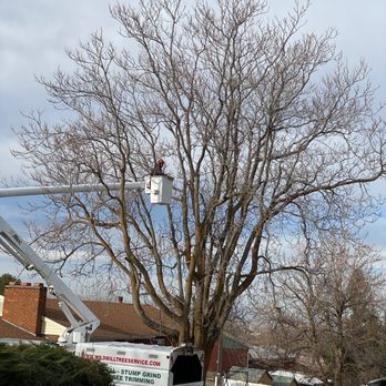 Wild Bills Tree Service - Tree removal - Tree Services Near Me Wild Bills Tree Service - Tree removal - Tree Services Near Me