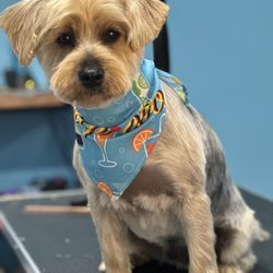 Sincere Groomer