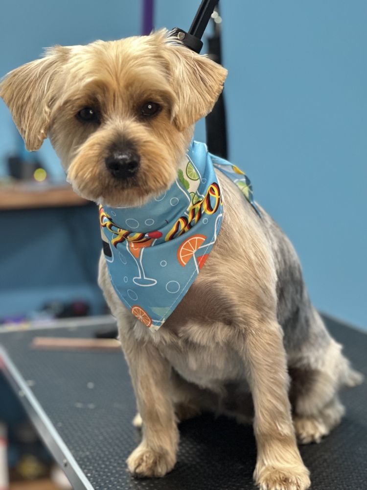 SINCERE GROOMER 42 Photos 278 Salem St, Woburn, Massachusetts Pet